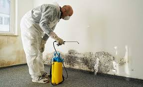 Professional Mold Removal Services in Tomball, TX